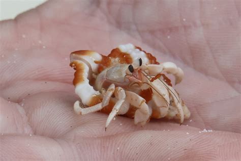 Tawny Hermit Crab From Augusta Island Sauandarek Meos Mansar Raja