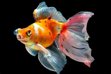 Telescope Goldfish Carassius Auratus Fish Profile And Care Guide