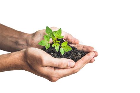 Manos Que Sostienen La Planta Verde Joven En Fondo Negro El Concepto