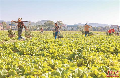 芥菜喜获丰收 焦点图 湖南在线 华声在线