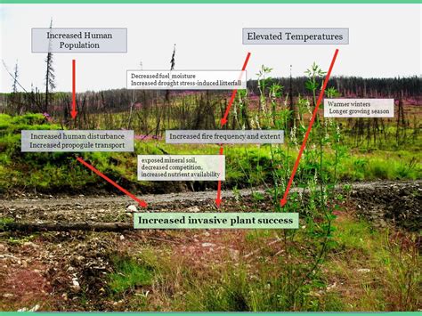 Assessing Wildfire Burn Susceptibility To Invasive Plant Colonization