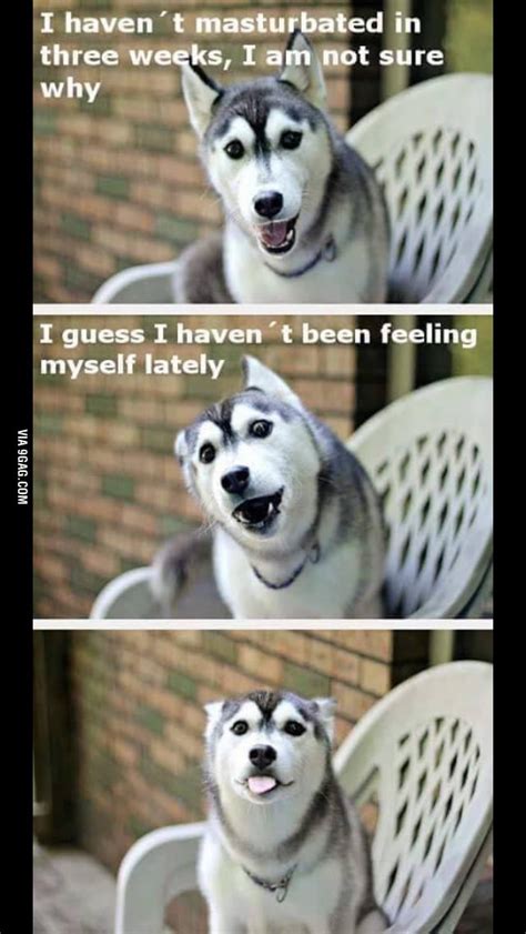 Pun Dog Husky