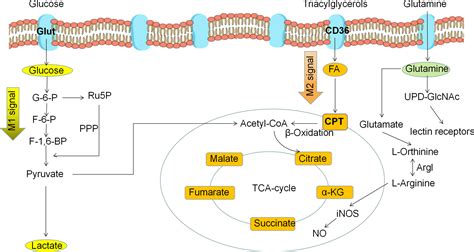 Frontiers Metabolic Reprogramming Induces Macrophage Polarization In