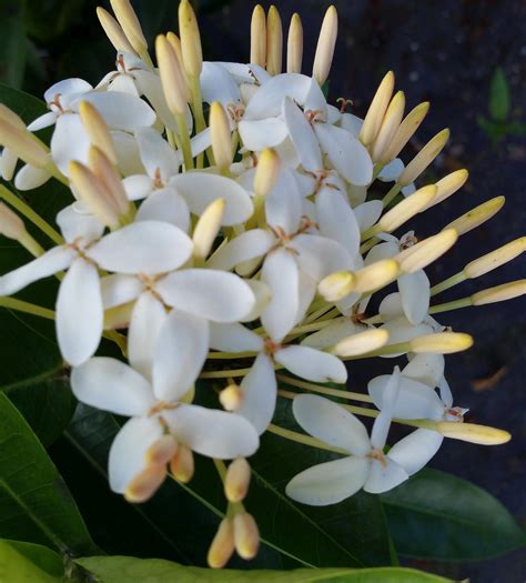 15 Ixora Plant Florida Ruchikaellsi