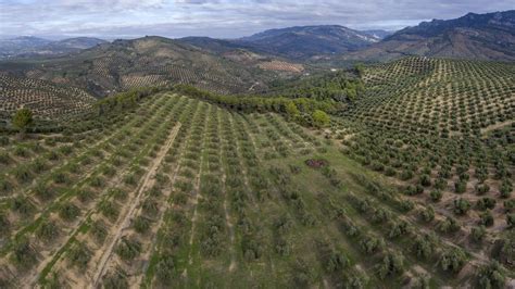 OLIVARES DESTRUIDOS Miles de olivos son expropiados a sus dueños en