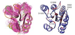 Receiver Domain Of Sensor Histidine Kinase CKI1 Proteopedia Life In 3D