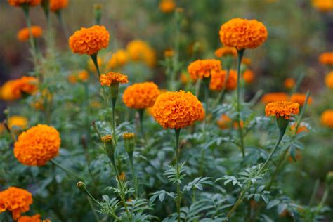 How To Grow African Marigold Mexican Marigold