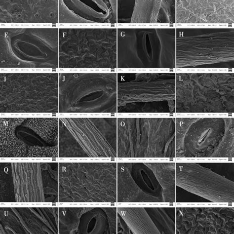 Scanning Electron Microscope Photographs Of Epidermal Cells In