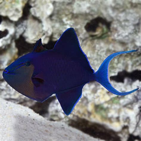 Juvenile Queen Triggerfish