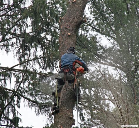 Parkhurst Tree Removal Pruning Millis Ma Brush Chipping Stump