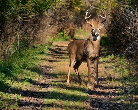 A Deer Standing In The Middle Of A Dirt Road Surrounded By Trees And