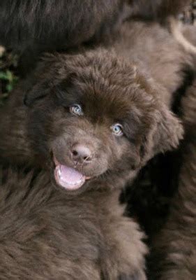 Newfoundland American Black Wolf | UKPets