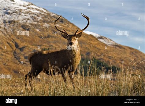 Red Stag, Highlands, Scotland Stock Photo - Alamy