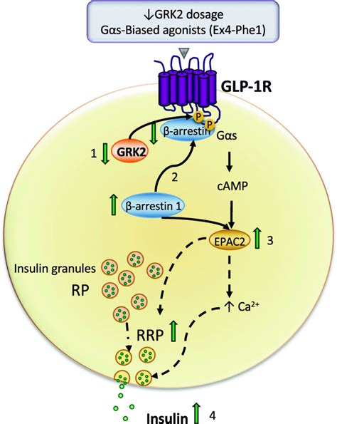 GRK2 Regulates GLP 1R Mediated Early Phase Insulin Secretion In Vivo