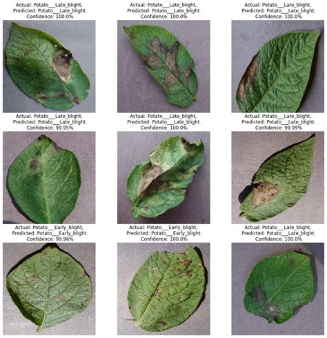 GitHub Drago389 Potato Disease Classification End To End Deep