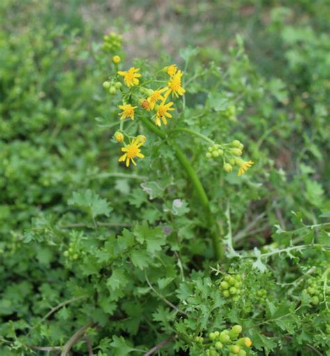 Yellow Flowered Lawn Weed