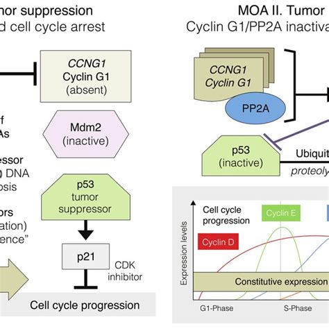 Cyclin G1 Expression Induction Neoplastic Transformation And Download Scientific Diagram