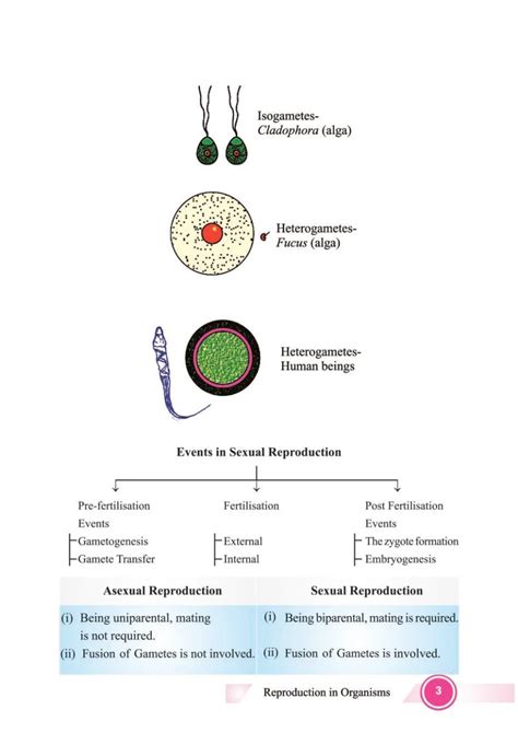 Reproduction in Organisms Class 12 Notes (PDF) - जीवों में जनन के नोट्स