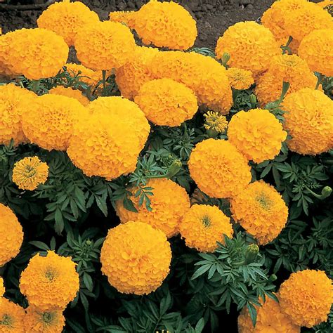 African Marigold Flower Garden Seeds Inca Ii Series F1 Gold 1000 Seeds Annual Flower