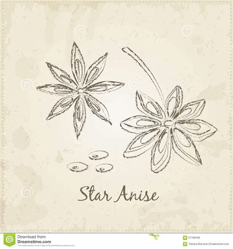 Star Anise Sketch Badian Vector Illustration Coloring Book For