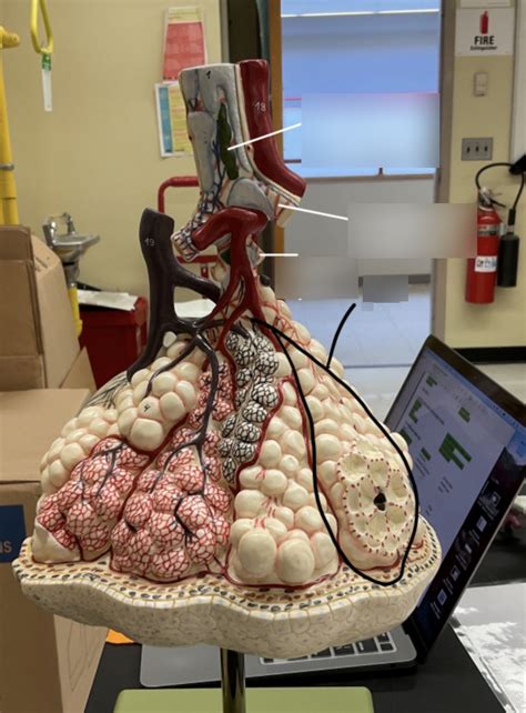 Alveoli Model 1 Diagram Quizlet