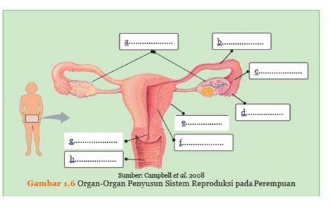 Gambar Organ Reproduksi Wanita Beserta Fungsinya Pulp