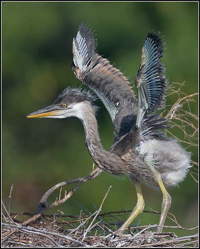 Baby Birdorable Great Blue Heron In Baby Birds Herons