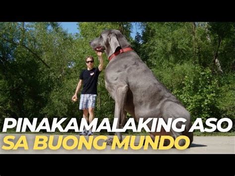 Pinakamalaking Aso Sa Buong Mundo Kaalaman Echo YouTube