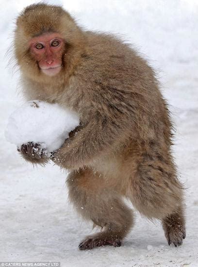 Fluffy Japanese Macaques Monkey Around In The Mountain Snow Cctv