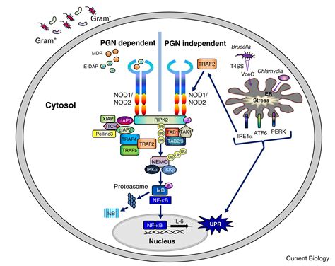 Innate Immunity Er Stress Recruits Nod And Nod For Delivery Of