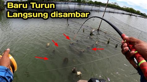 Plung Nyott Mancing Di Pintu Tambak Terbengkalai Dapat Banyak