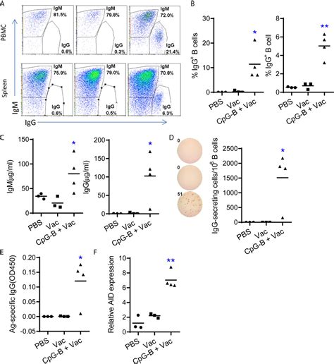 Frontiers Tlr And Cd Targeting Vaccination Promotes Human B Cell