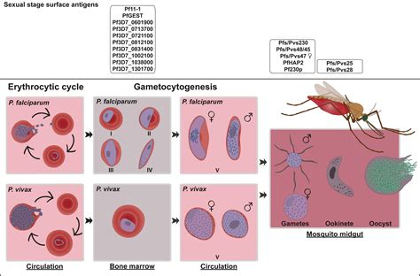 Immunity Against Sexual Stage Plasmodium Falciparum And Plasmodium Vivax Parasites Jong 2020