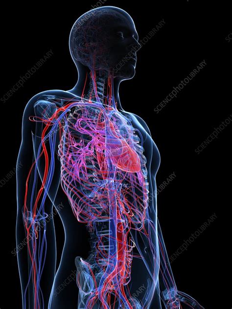 Male Cardiovascular System Artwork Stock Image F005 6523 Science