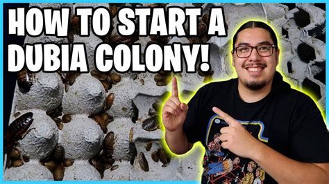 How To Set Up A Dubia Roach Colony Youtube