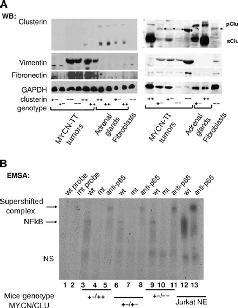 Mycn Overexpression Clusterin Expression Nf B Activation And The