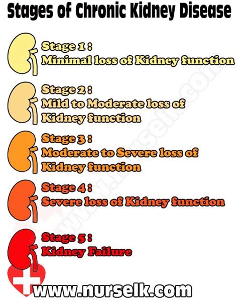 Stages Of Kidney Disease Chart