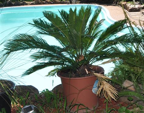 Plants & Flowers » Cycads