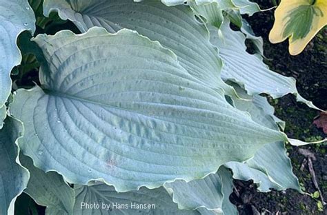 Hornbaker Gardens Inc Hosta Wind Beneath My Wings Giant