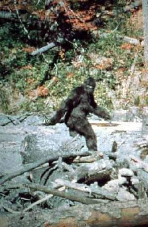 Declassified Bigfoot Fbi Documents Reveal Nature Of The Beast