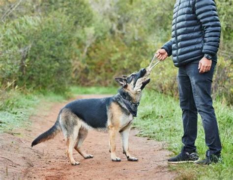 Maximize Your German Shepherds Potential With Our Essential Guide - The ...