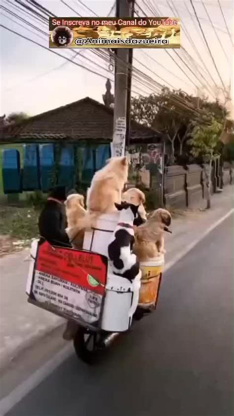 Olha a cachorrada aí Os bichos tb se divertem COS TV