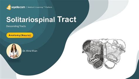 Descending Tracts - Solitariospinal Tract