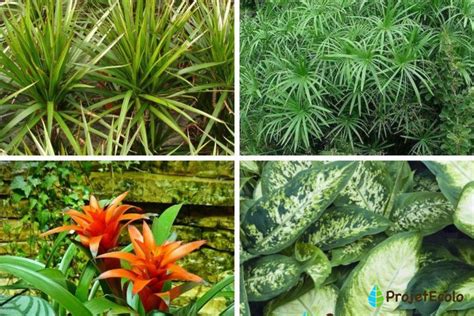 Plantes Ornementales Esp Ces Repr Sentatives Et Images