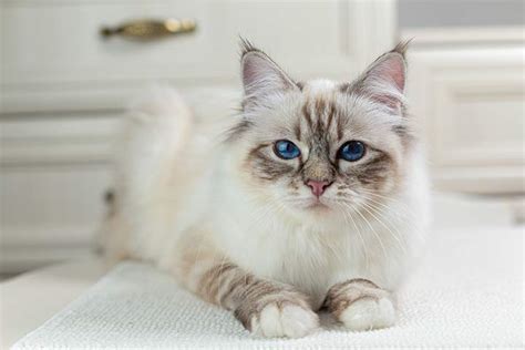 Birman Cat Breed Profile Personality Care Pictures