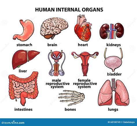 Ilustración De Conjunto De Órganos Internos Del Cuerpo Humano Y Más 5B8