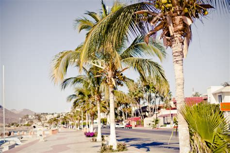 Travelettes Palm Tree Malecon La Paz Travelettes