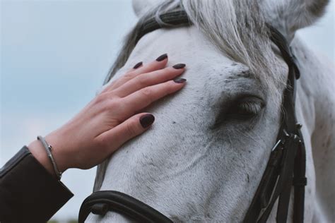 Horse Care 101: Basic Horse Care for Beginners - Healthy Horse Help