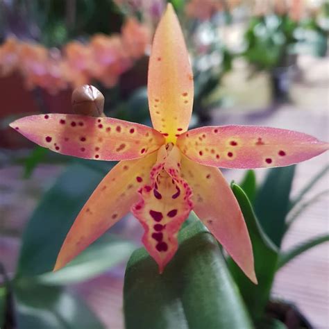 Brassavola Nodosa X Cattleya Aurantiaca Mishima Spots Giulio Celandroni Orchidee