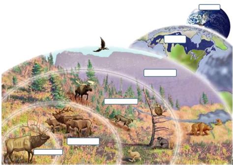 Ecology Levels Of Organization Diagram Diagram Quizlet